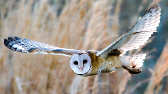 BARN-OWL-LEGACY.jpg