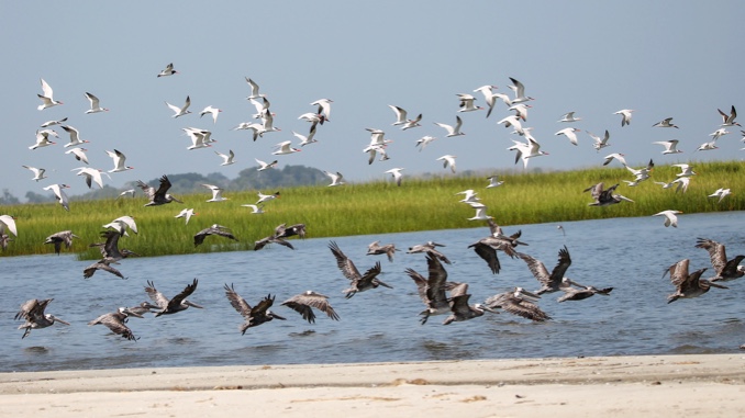 Pelicans-Terns.jpg