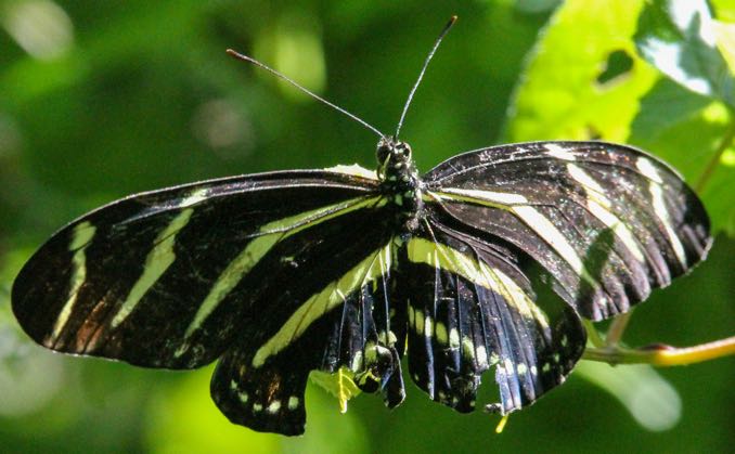 CL-Butterfly-black-yellow.jpg