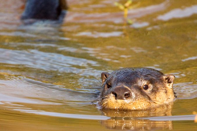 CL-Otter-swim.jpg