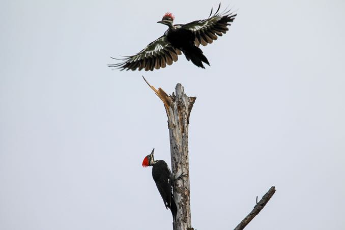 DA-Pileated-pair.jpg