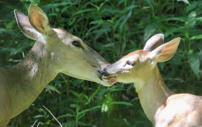 RR-Deer-kiss.jpg