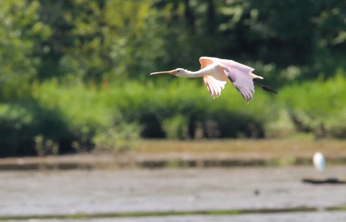 RR-Spoonbill-Flying.jpg