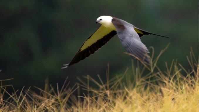 The Coolest Birds: Swallow-tailed Kites