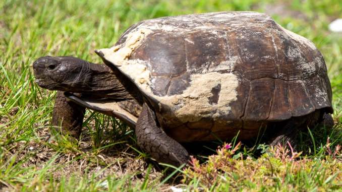 gopher-tortoise.jpg