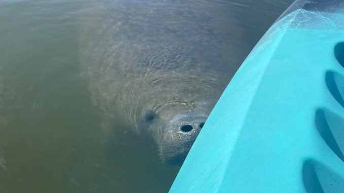 manatee.jpg