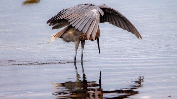 reddish-egret.jpg