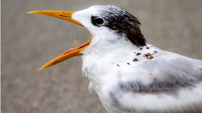 royal-tern.jpg