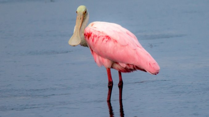 spoonbill2.jpg