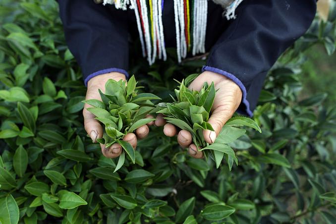 thai-tea-harvest.jpg