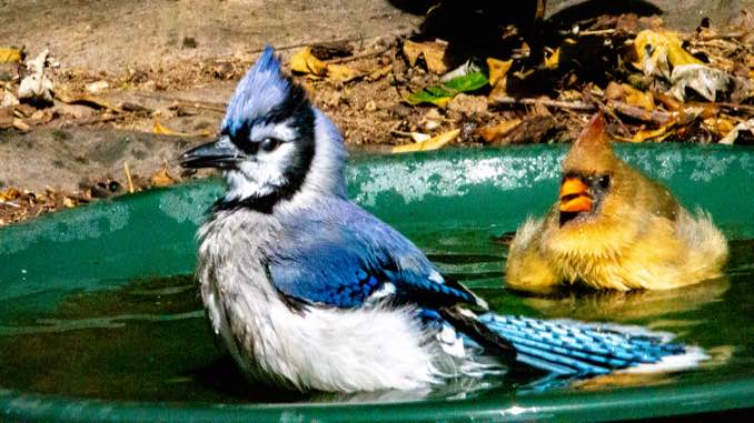 Cute Blue Jay Fledgling's First Bath is Hilarious 