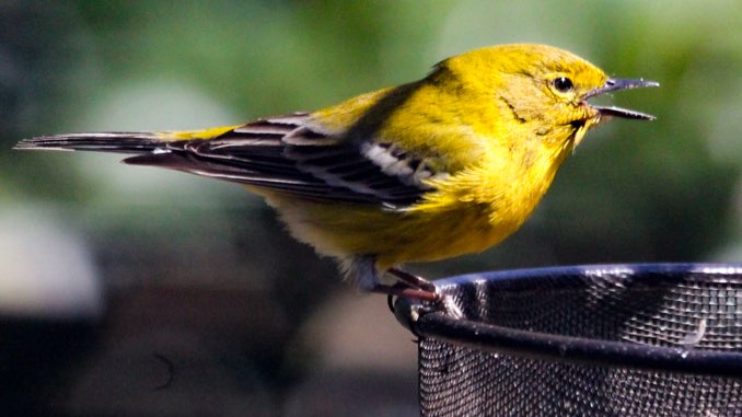 pine-warbler.jpg