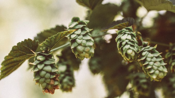 The Brewers Association 2022 Style Guidelines Finally Acknowledge IPA's Biggest Modern Problem: Hop Burn