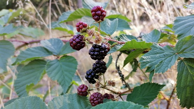 The Tangled History of the Boysenberry