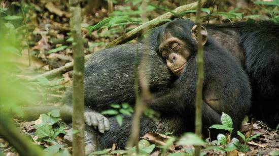 chimpanzee-inline.jpg