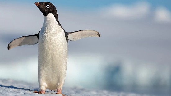 penguins-inline.jpg