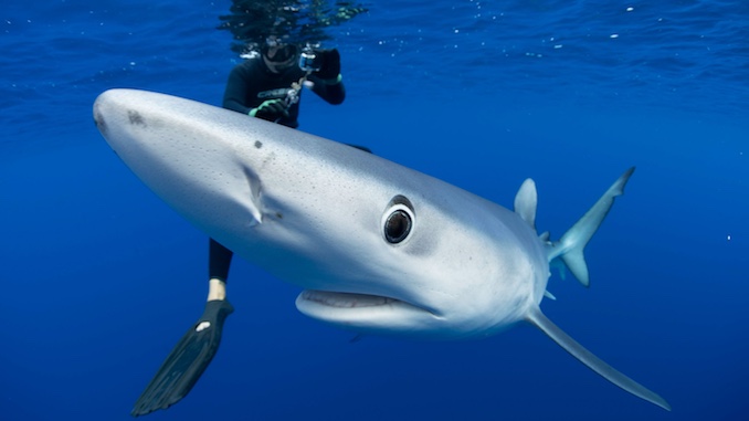 Reality AF: Shark Week Expert Gets Real About Sharks + What to Watch This Week