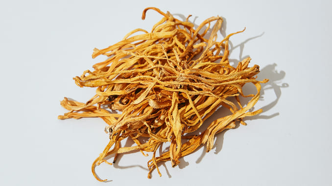 Cordyceps Are Truly the Fungus From Hell&#133; But Also Good for You?