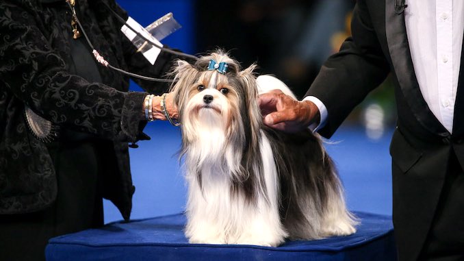 The <i>National Dog Show</i> Is TV's Greatest Thanksgiving Tradition