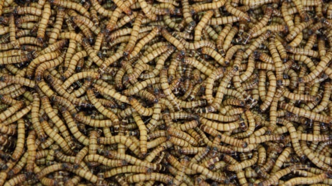 The World's Most Celebrated Edible Bugs & Insects