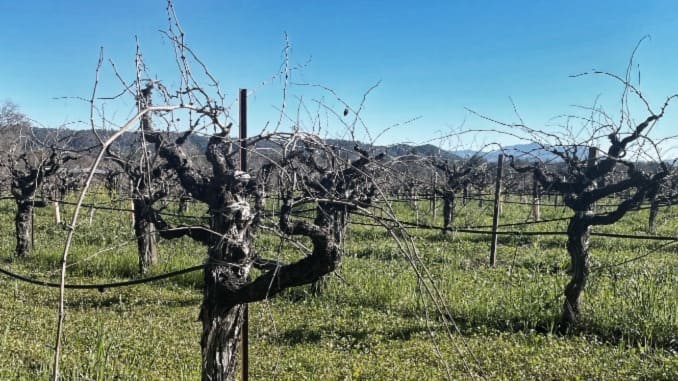 Zinfandel 2.0: California&#8217;s Heritage Grape Gets a Makeover