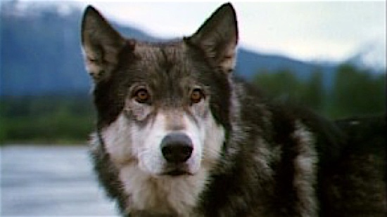 23_White_Fang_White_Fang.jpg