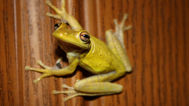 Weird Science: Fluorescent Frogs & Sexy People Are Destined for Divorce