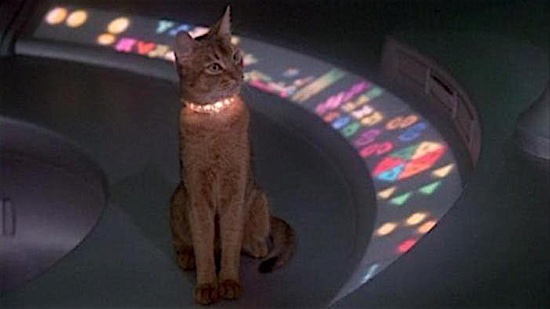 37-The-Cat-From-Outer-Space-Jake-100-Best-Cats.jpg