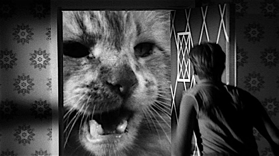 49-The-Incredible-Shrinking-Man-Butch-100-Best-Cats.jpg