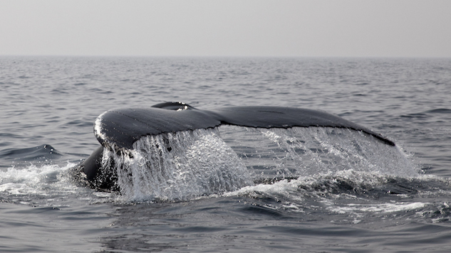 5 Humpback tail.jpg