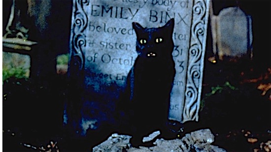 53-Hocus-Pocus-Binx-100-Best-Cats.jpg