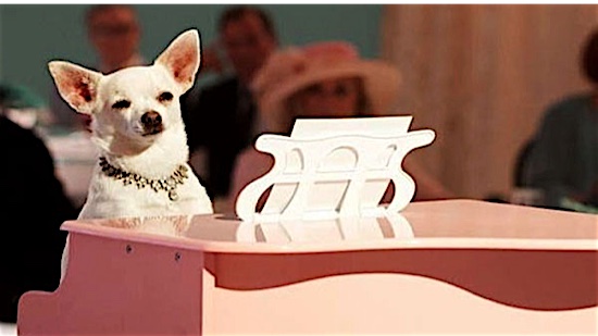 69_Beverly_Hills_Chihuahua_Chloe.jpg