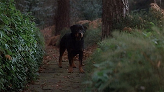 70_The_Omen_Rottweilers.jpg