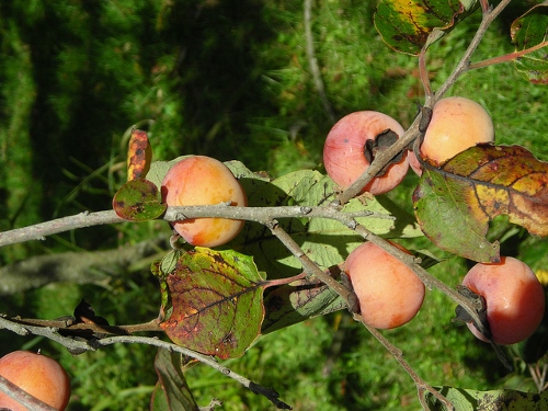 Native fruit trees south dakota