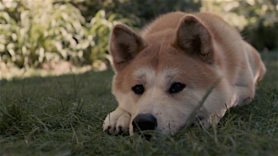 7_Hachi_a_Dogs_Tale_Hachi.jpg