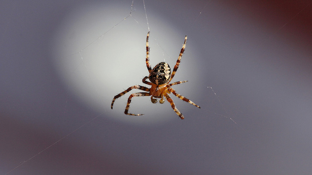 Weird Science: Spiders Could Eat Every Human and Spinach Leaves Become Heart Tissue