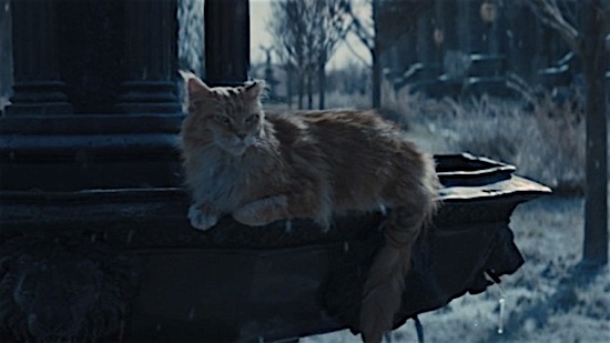 The 25 most iconic movie cats