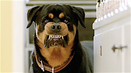 Famous dogs 2024 in movies