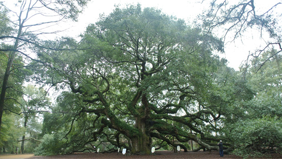 AngelOak2_CG.jpg