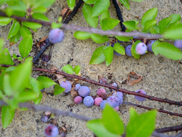 Beach-plums-in-the-sand-credit-jenn-hall.jpg