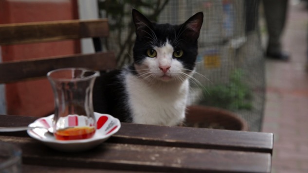 5 Fascinating Cat Documentaries