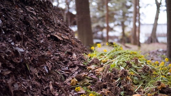 Compost via Flickr by Joi Ito.jpg