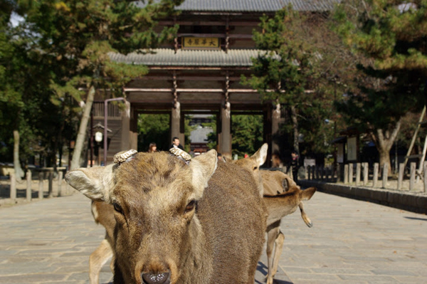 Deer_Nara_Japan_Lauren_Kilberg.jpg