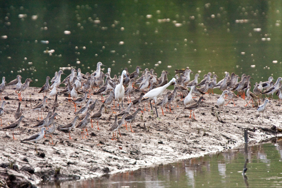 Flickr_Brian Jeffery Beggerly_Sungei Buloh.jpg