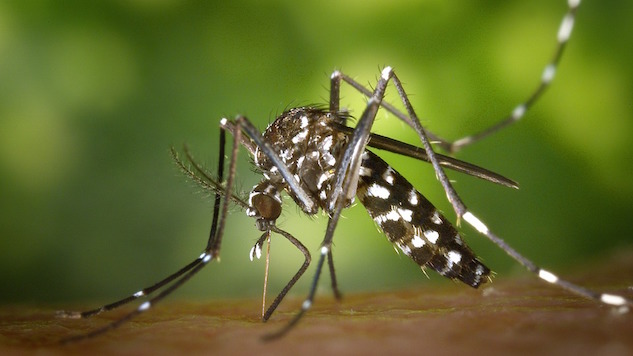 Gear Geek: Seven Ways to Ward Off Mosquitos