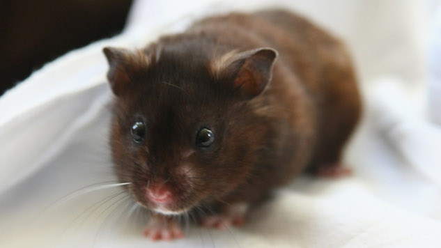 Student Flushes Emotional Support Hamster Down Toilet After Airline Refused to Let it on Plane