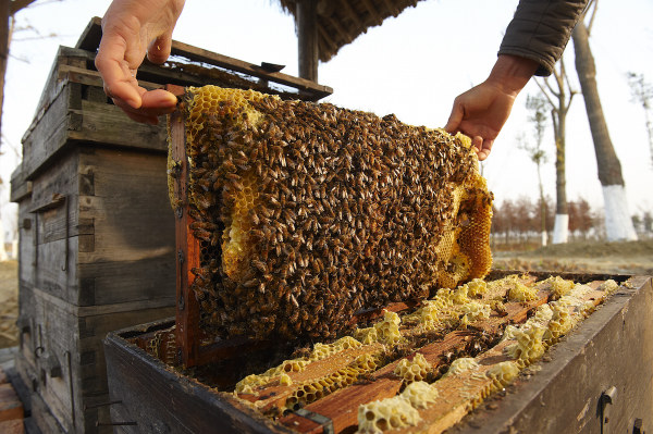 KUN Hive and Honeycombs.jpg