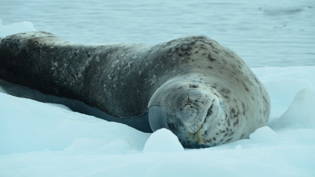 Leopard Seal-crop.jpg