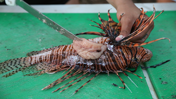 Lionfish removal courtesy of REEF.JPG