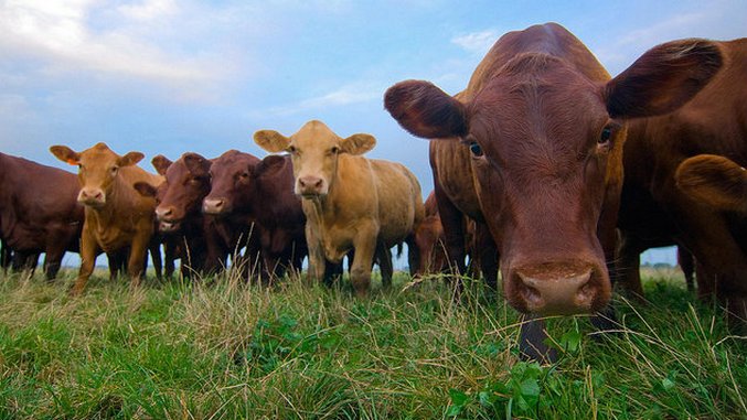 Breaking Vegetarian: Not All Meats Are Created Equal
